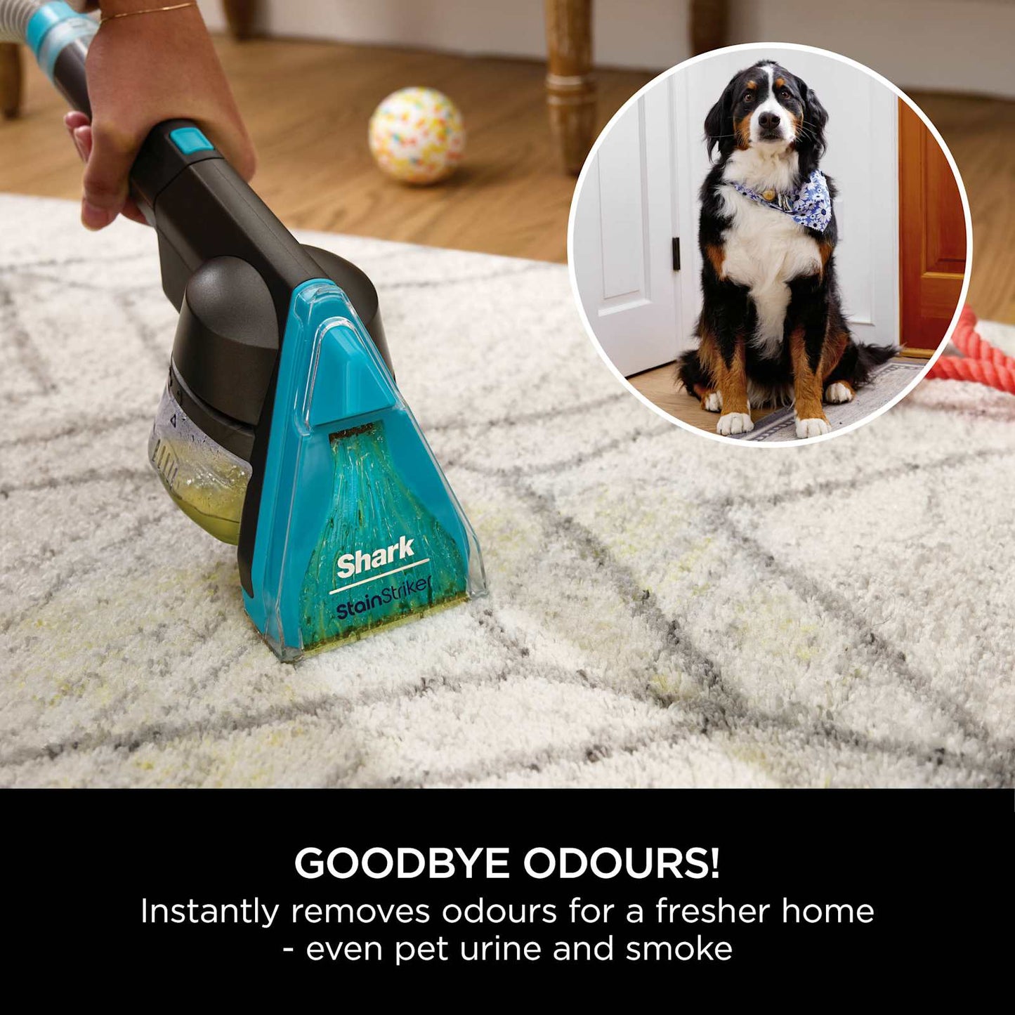 SharkNinja CarpetXpert HairPro Pet Deep Carpet Cleaner EX300UK — Negro